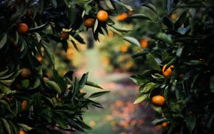 Wort, das Frucht bringt