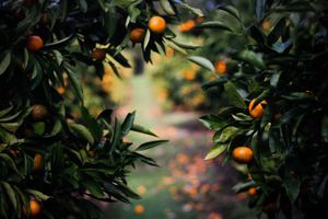 Wort, das Frucht bringt