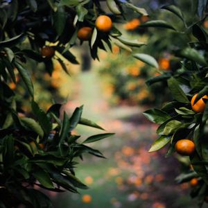 Wort, das Frucht bringt