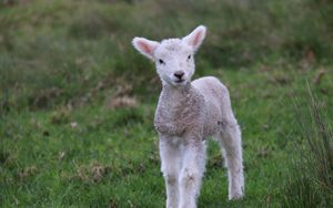 Das Lamm und die Seinen