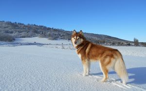 Lappland: Ein Rätsel im Schnee (2/24)