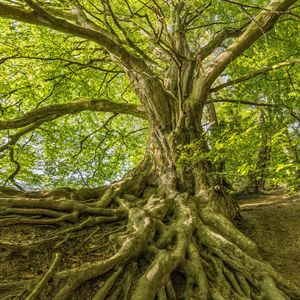 Wie wächst das Reich Gottes in dir? 