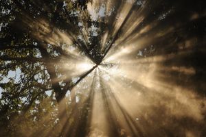Jesus, das Licht der Völker