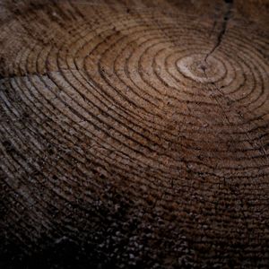 Das Gleichnis vom unbrauchbaren Rebholz 