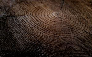 Das Gleichnis vom unbrauchbaren Rebholz 