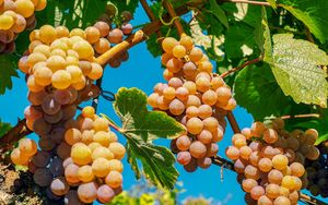 Der Weinstock hat Power