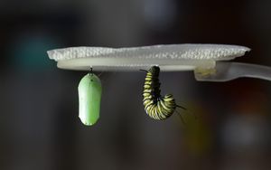 Evolution und Schöpfung 