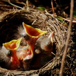 Hunger nach Gottes Wort