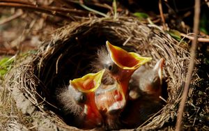 Hunger nach Gottes Wort