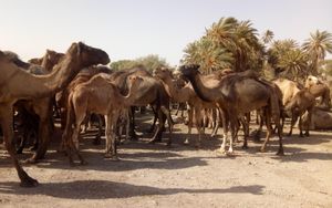 Ägypten 4: Flucht durch die Sahara (1/3)