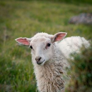 Das verlorene Schaf