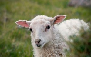 Das verlorene Schaf