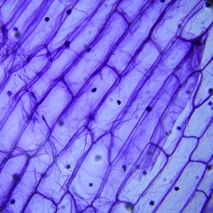 40: Was du UNBEDINGT über evangelistische Zellgruppen wissen musst – mit David Kröker @Treff: