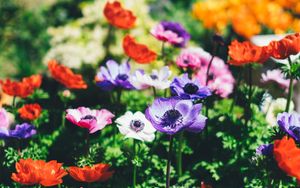 Blumen im Sommer
