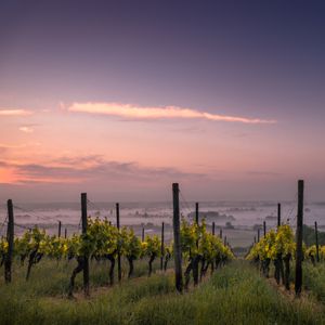 Ernte und Weinlese - Das Lied der Überwinder - Bibelarbeit über Offenbarung 14, 14-20 + Offenbarung 15, 1-4