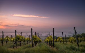 Ernte und Weinlese - Das Lied der Überwinder - Bibelarbeit über Offenbarung 14, 14-20 + Offenbarung 15, 1-4