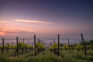 Ernte und Weinlese - Das Lied der Überwinder - Bibelarbeit über Offenbarung 14, 14-20 + Offenbarung 15, 1-4