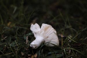 Der tiefe Fall eines Glückspilzes