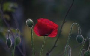 Opium fürs Volk
