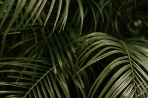Gottesdienst am Palmsonntag