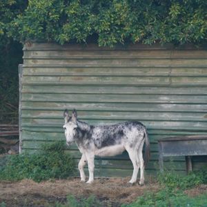 3 Worte Jesu vom Adventsesel