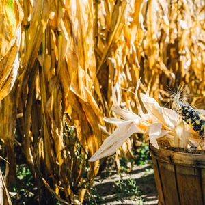 Vergiß nicht! Erntedankfest