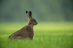Wachsamkeit und Treue im Dienst - Teil 2/2