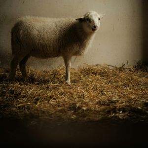 Freiheit. Selbst ist der Mensch?