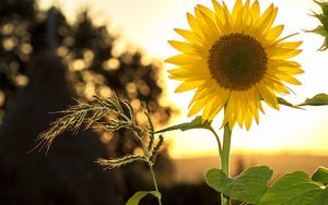 Was haben Sonnenblumen und Kaninchen gemeinsam? - Mathematische Überraschungen in der Schöpfung, Teil 1/2