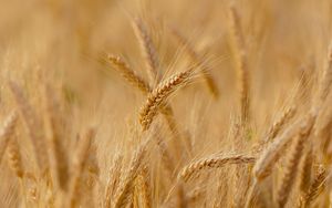 Das Feld ist reif zur Ernte