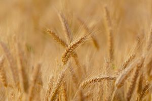 Das Feld ist reif zur Ernte