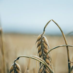 Sünde mit Folgen