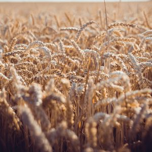 Die Frage nach dem Fasten - Das Ährenraufen am Sabbat - Die Heilung eines Mannes am Sabbat