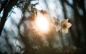 Leben im Licht