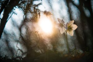 Leben im Licht 
