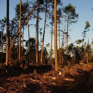 Unaufhaltbare Gemeinde trotz Verwüstung