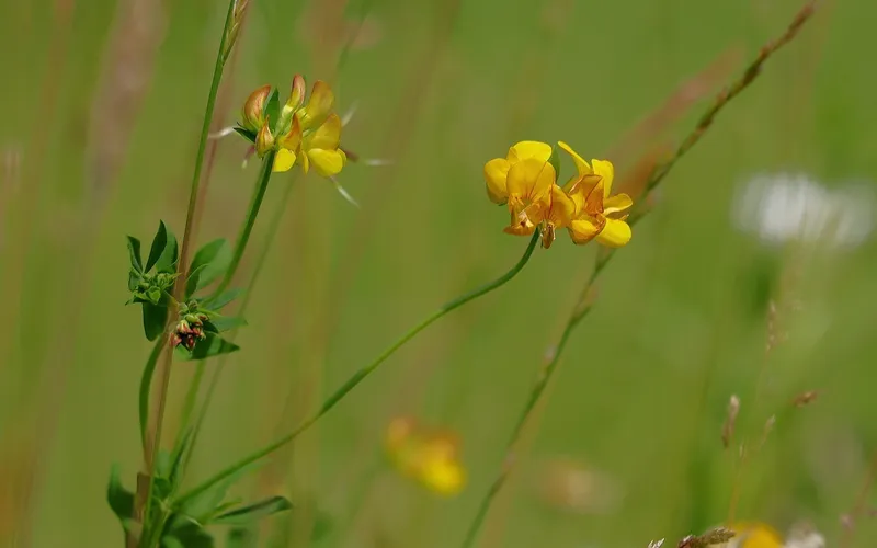 Bildbeskrivning saknas för evenemanget: De vilda blommornas dag