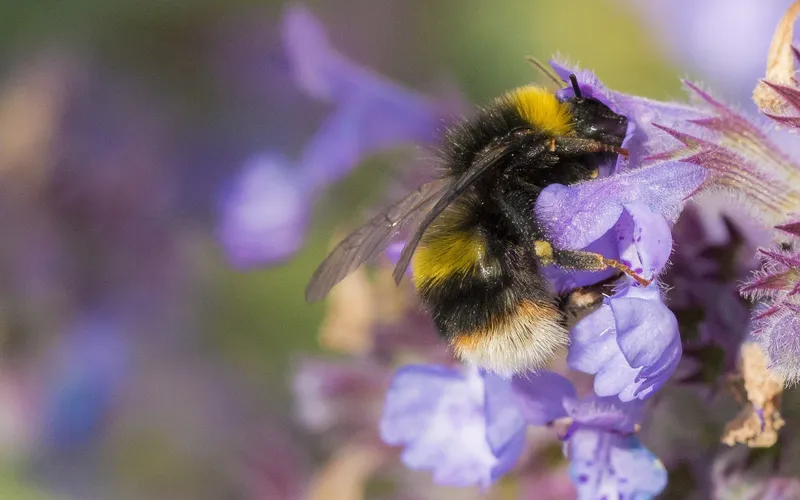 Bildbeskrivning saknas för evenemanget: Insektsvandring på Bjökelund