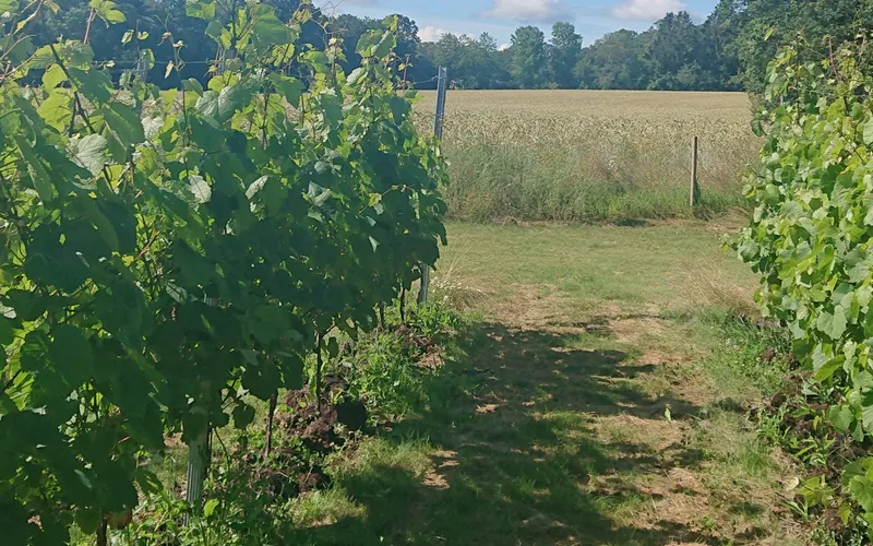 Bildbeskrivning saknas för evenemanget: Vinvandring på Stora Berg