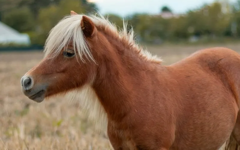 Bildbeskrivning saknas för evenemanget: Luciafirande på Hästeriet i Årnarp