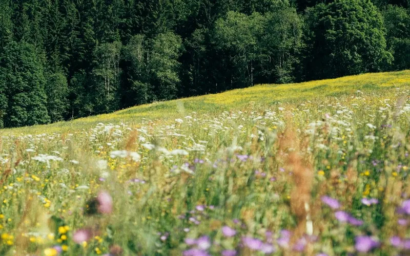Bildbeskrivning saknas för evenemanget: Sommarmusik i Skavböke kapell