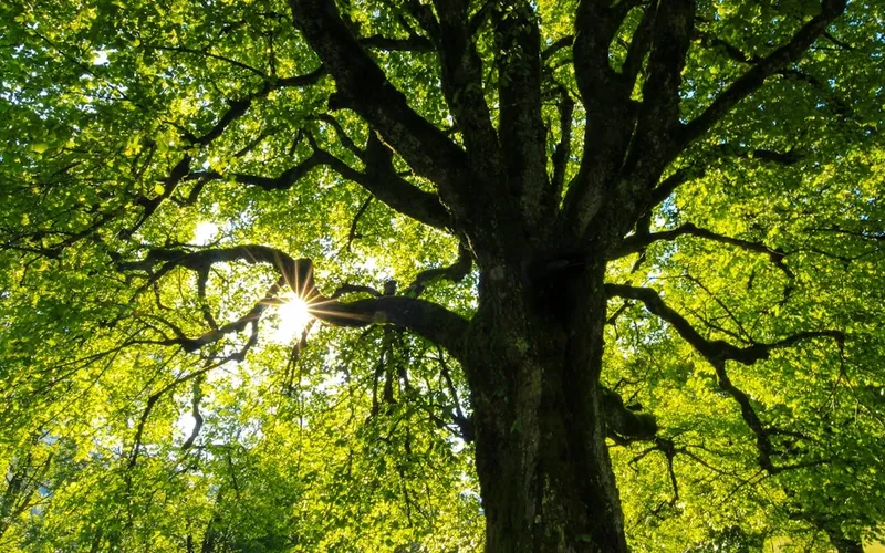 Bildbeskrivning saknas för evenemanget: Hallägraskogens hemliga skatter