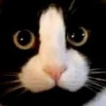 Wira Kusuma Phandawa