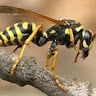 Wasp