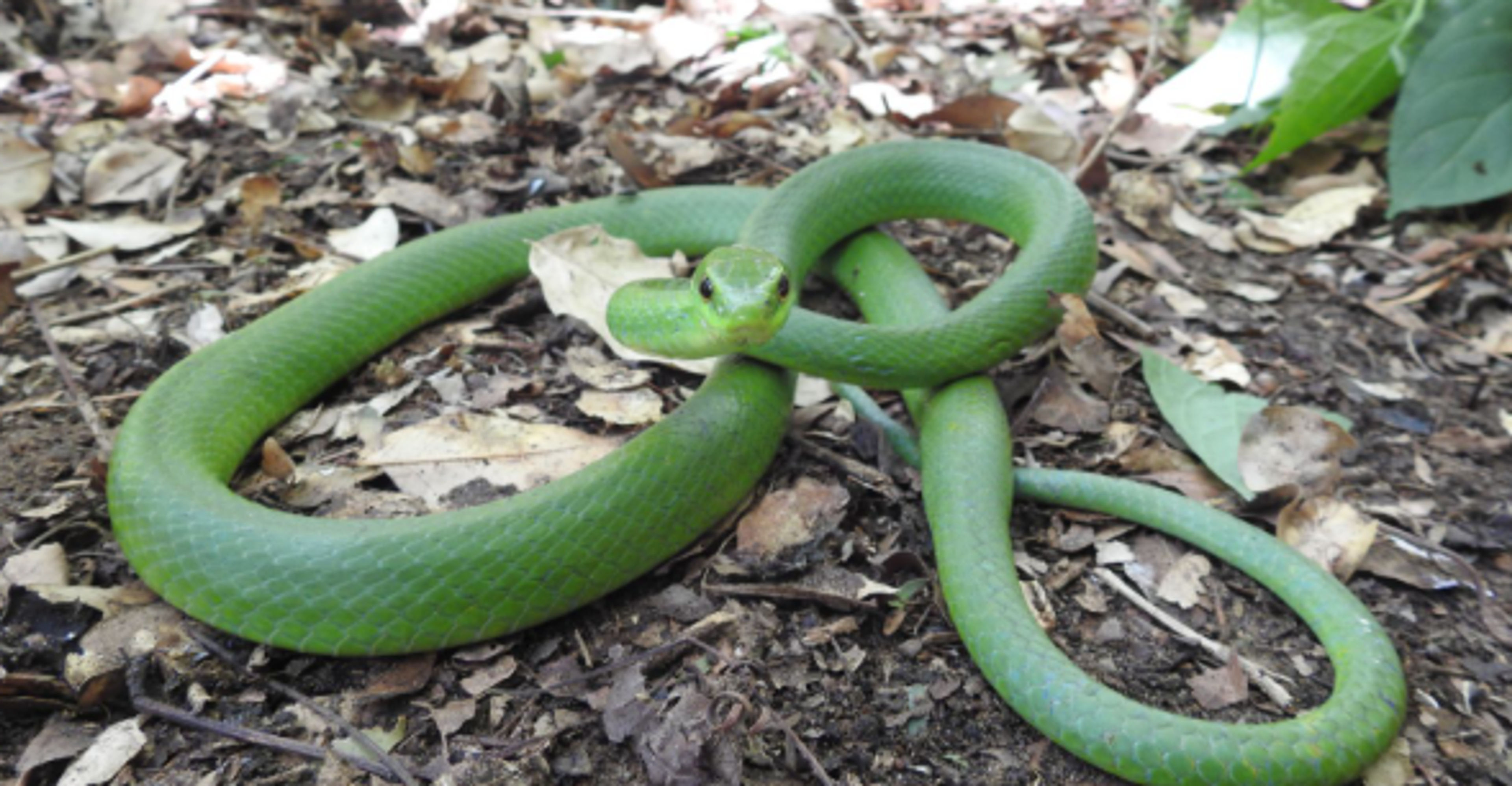 Serpientes en Ruta: Identificación y Protocolos de Actuación
