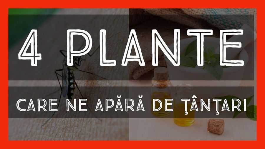 Curiozitati cum despre tantari si cum scapam de ei