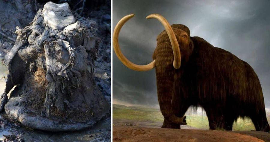cromozomi de mamut