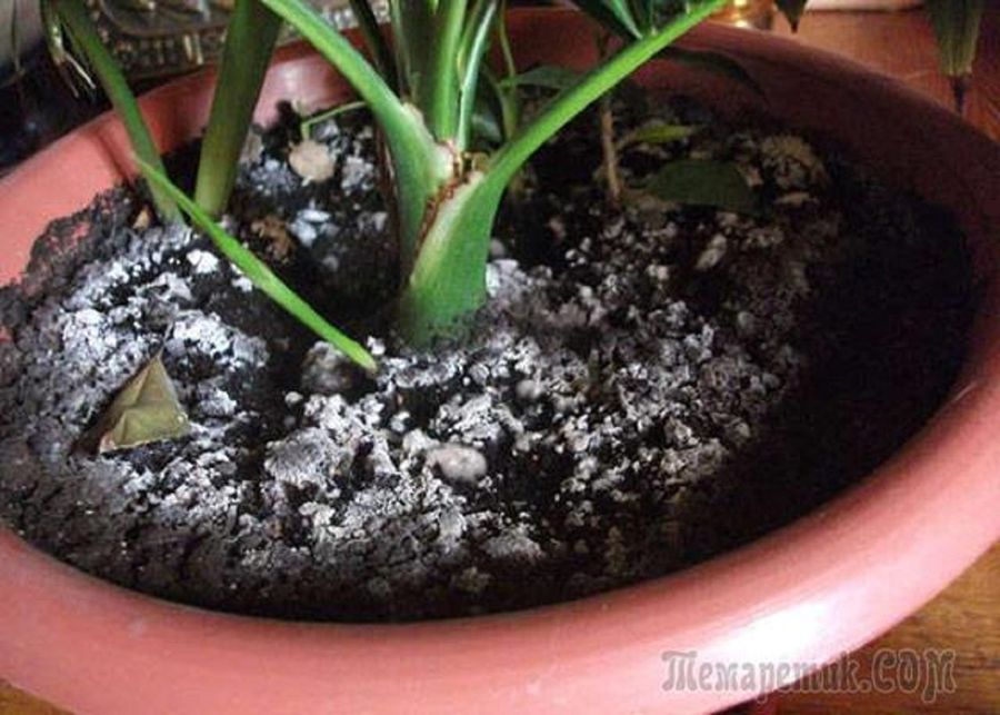 Ce facem cu plantele de camera bolnave