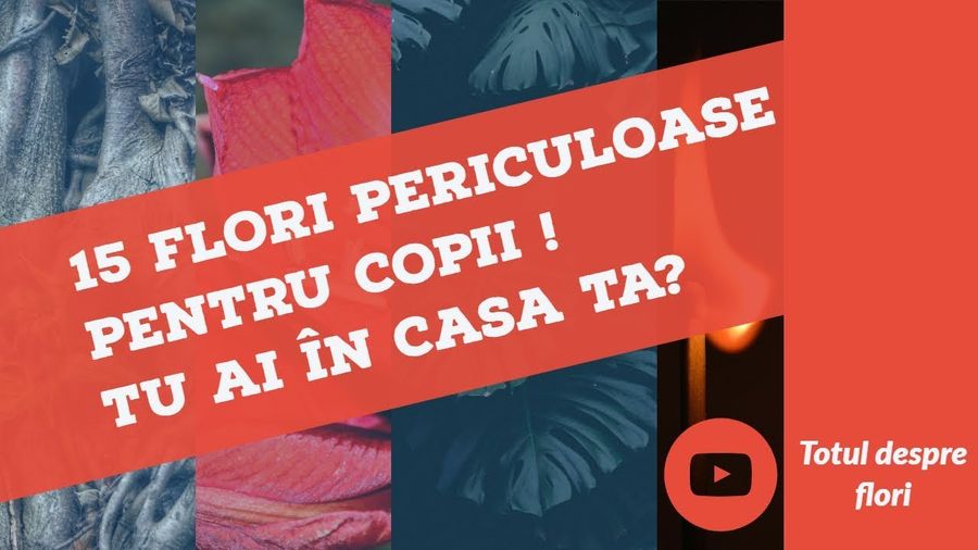 15 flori periculoase pentru copii! Tu ai în casa ta ?
