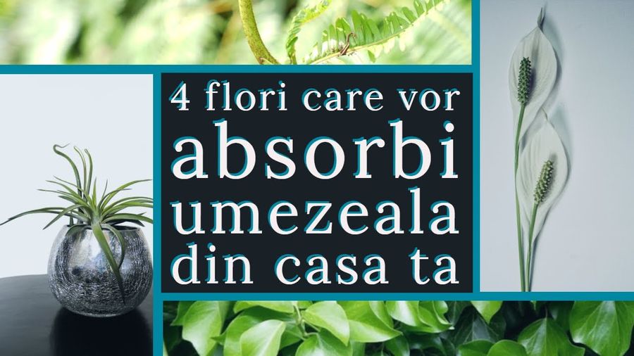 4 flori care vor absorbi umezeala din casa ta